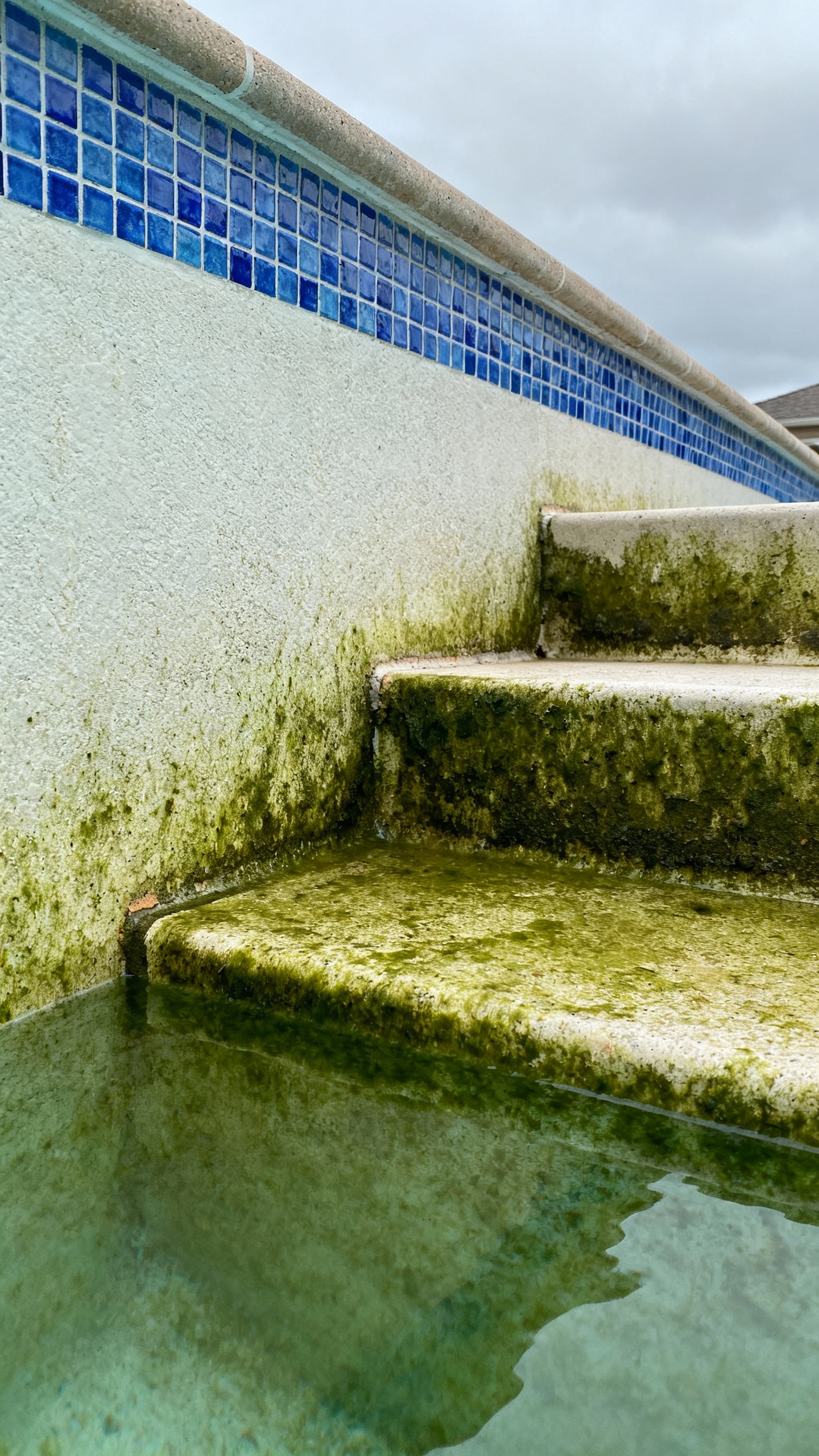 Westchase pool steps before acid wash with algae and staining along the tile line